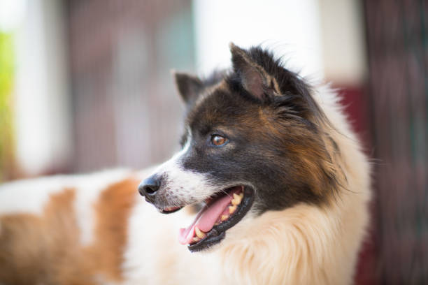 istock Thai dog, bangkaew 649117918