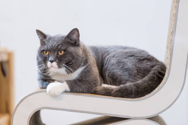 istock The British cat lying on the Chair 649118266