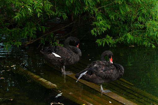 couple of black swans stand in water on the bridge in the small lake
