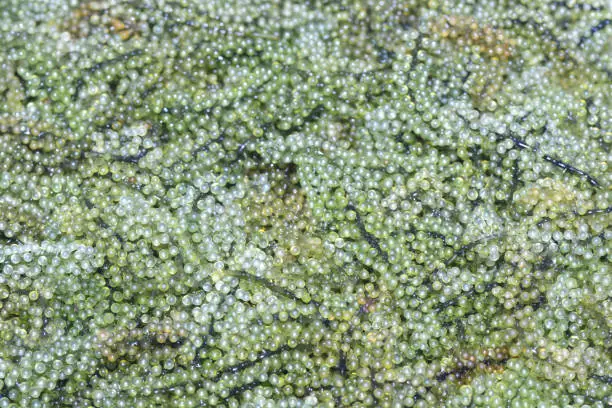 Sea grapes, Green Caviar, Umi budo ** note select focus with shallow depth of field