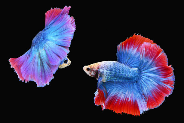 istock Halfmoon Siamese Fighting Fishes 649121312