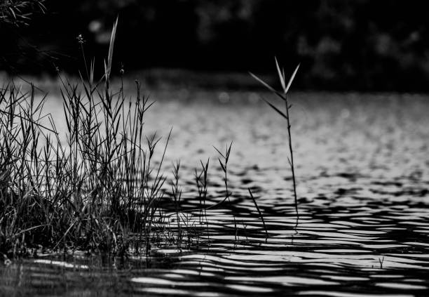 istock reeds in black and white 649121566