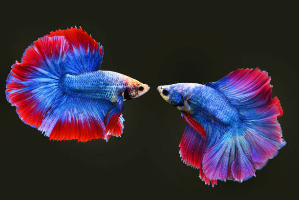 istock Halfmoon Siamese Fighting Fishes 649121608