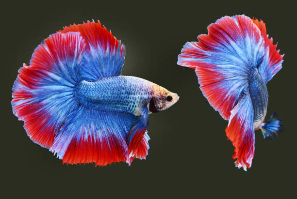 istock Halfmoon Siamese Fighting Fishes 649121746