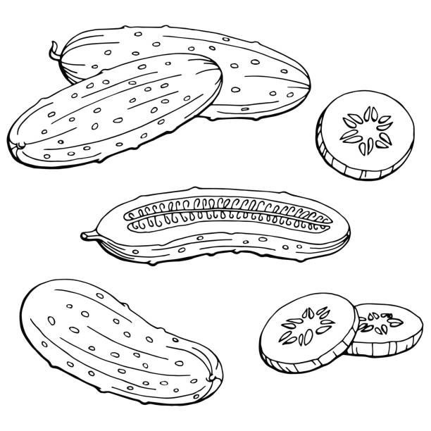 illustrations, cliparts, dessins animés et icônes de vecteur d’illustration graphique noir blanc isolé esquisse concombre - concombre