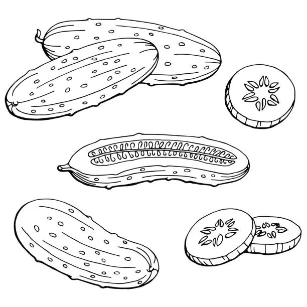 Vector illustration of Cucumber graphic black white isolated sketch illustration vector