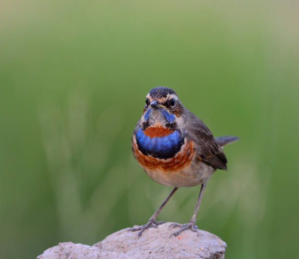 istock Blue throat (Luscinia svecica) Beautiful chubby brown bird 649124990