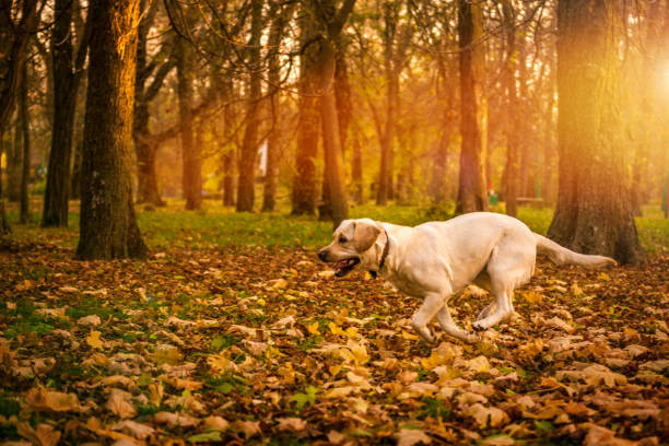 funny young yellow labrador in beautiful autumn park on sunny day. autumn portrait of white labrador running on fall leaves. - peninsula imagens e fotografias de stock