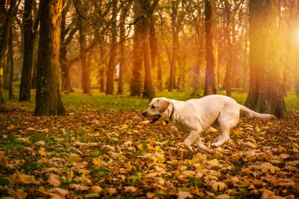 Labrador dog outdoors, the autumn.