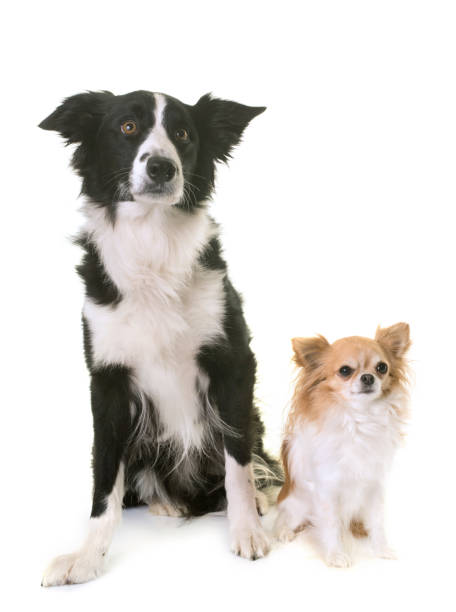 istock border collie and chihuahua 649137532