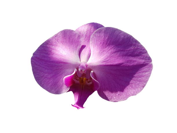 istock Purple and pink orchid flower 649137566