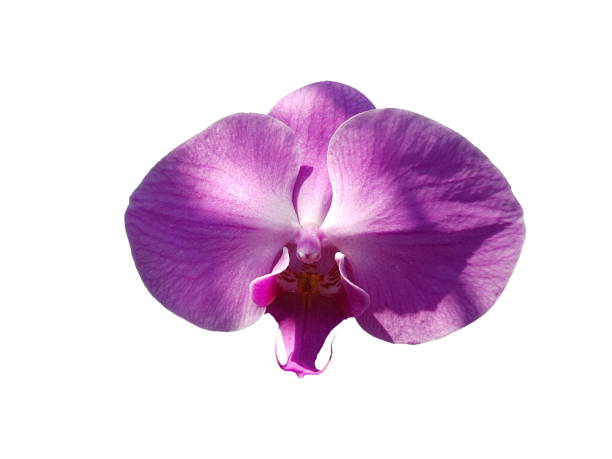 istock Purple and pink orchid flower 649137592