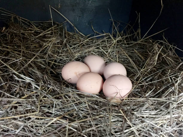 istock some chicken's eggs in Rice straw / some chicken's eggs in Organic farm 649137916