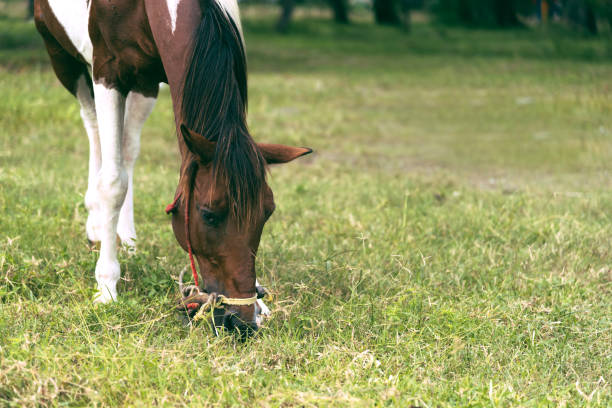 istock Horse grazing in field. 649140552