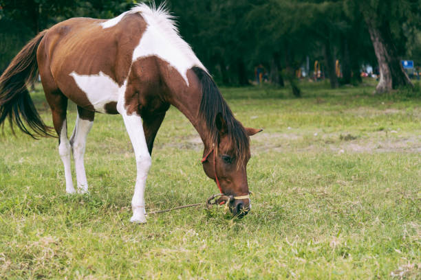 One Horse eating green grass in a field, Chiangmai, Thailand, Dec 2013