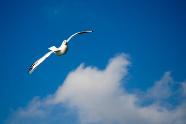 istock Seagull flying in sky over the sea waters 649143758