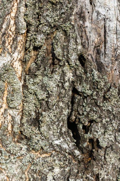 istock The texture of the tree bark. 649144972