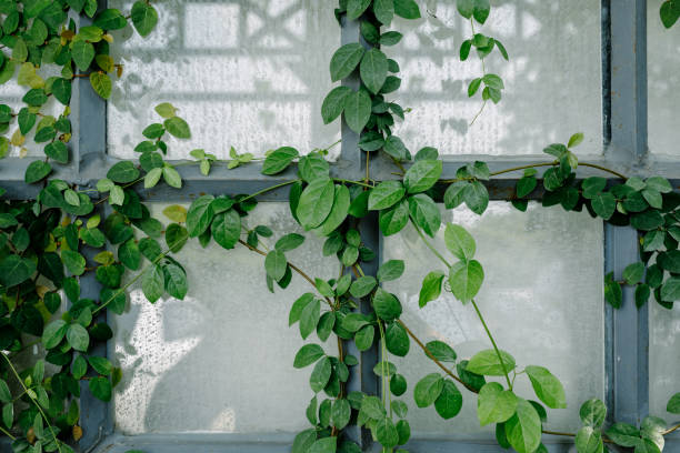 istock Windows filled with Ivy
