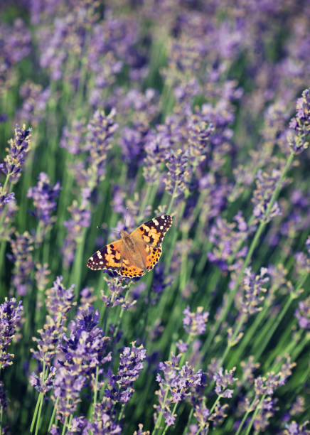 istock Butterfly lavender. Vintage retro hipster style version 649148836