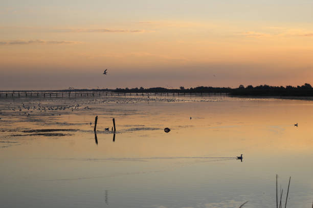 istock Beautiful sunset over the bulrush lake with birds 649151550