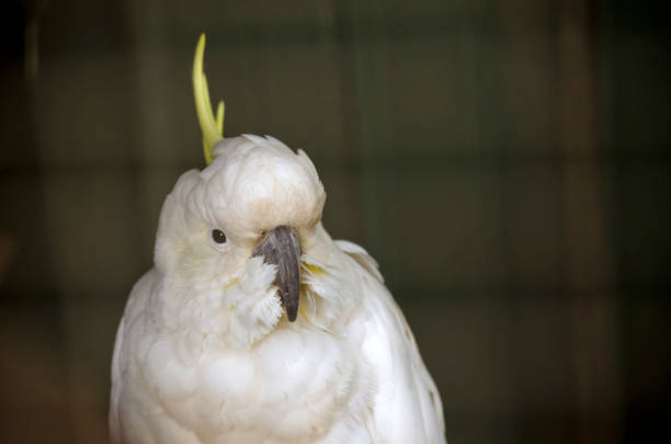 istock sulphur crested cockatoo 649151638