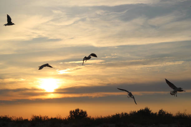 istock Flying silhouette bird seagulls on the sunset 649152610