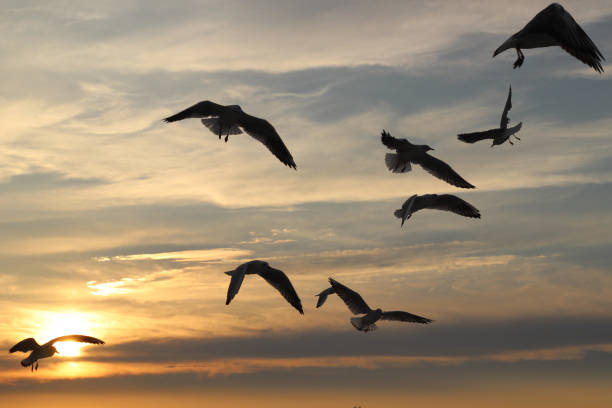 istock Flying silhouette bird seagulls on the sunset 649152758
