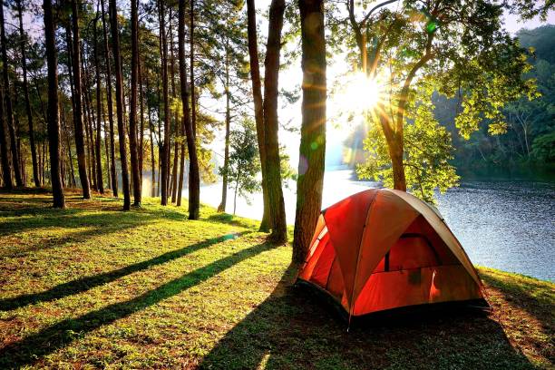 Camping tents in pine tree forest by the lake stock photo