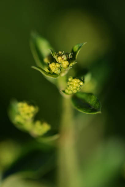 All Things Grow With Love stock photo