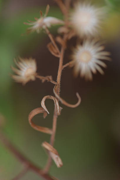 Love in the garden stock photo