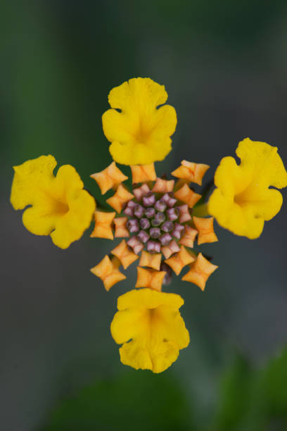 petal cross stock photo