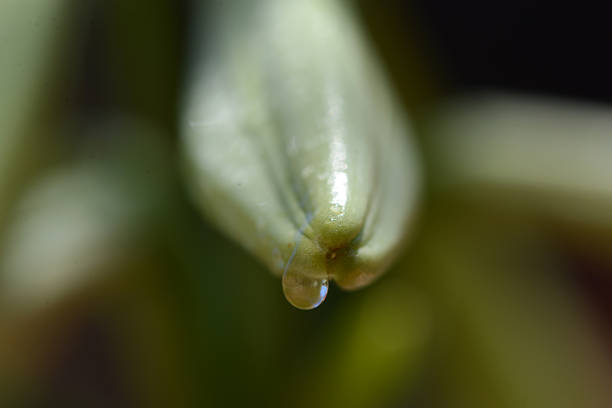 Flower drop stock photo