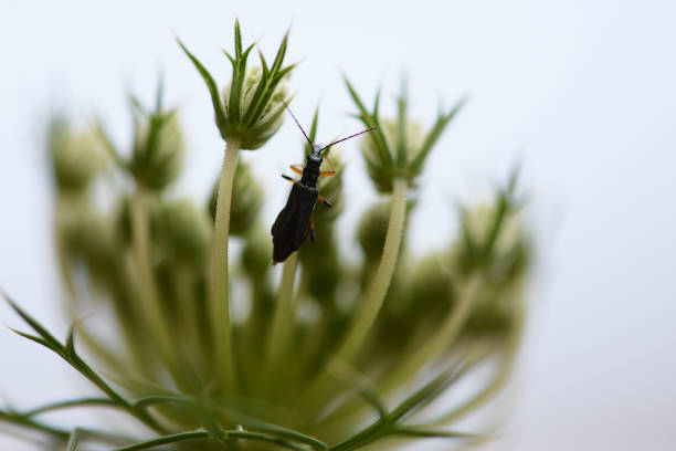 Garden bug stock photo