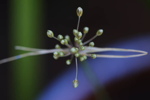 Space flower stock photo