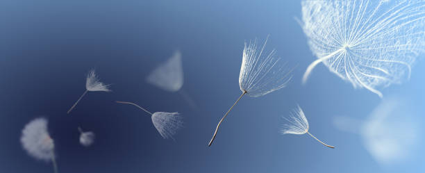 flying dandelion seeds on a blue background stock photo