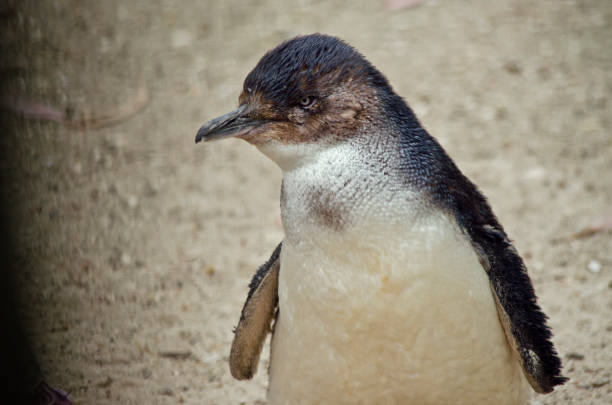 istock fairy penguin or little penguin 649156178