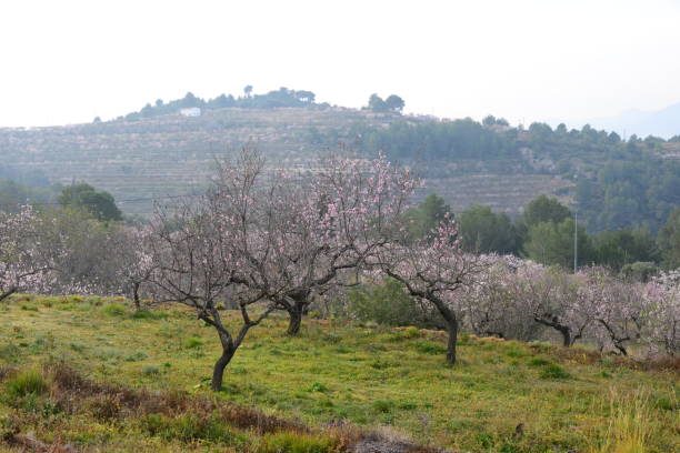 istock Almond blossom in Spain 649159712