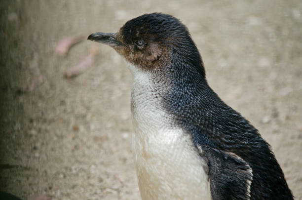 istock fairy penguin or little penguin 649159854