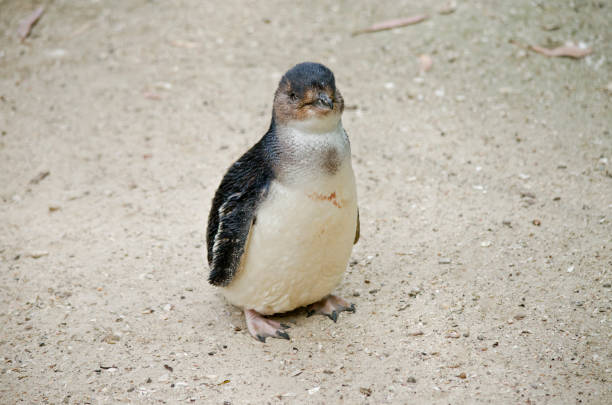 South American- Pacific bird.