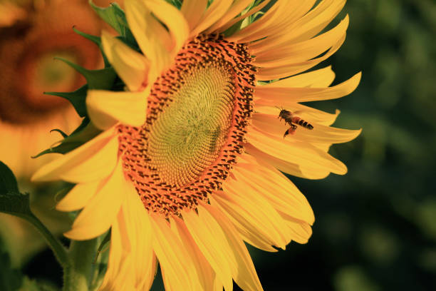 istock Summer scene about bee that sunflower 649160472