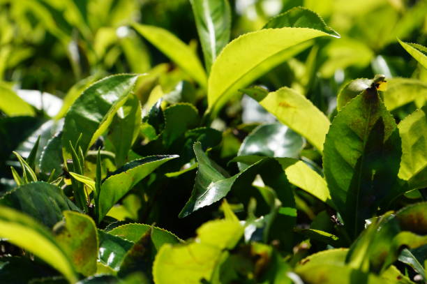 istock Leaves of the tea plant 649163348