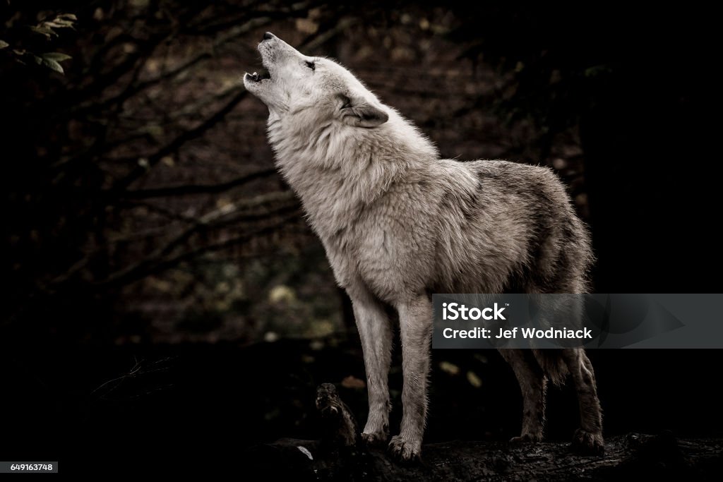 Lobo aullando en la oscuridad - Foto de stock de Lobo libre de derechos