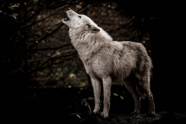 lobo aullando en la oscuridad - aullido fotografías e imágenes de stock