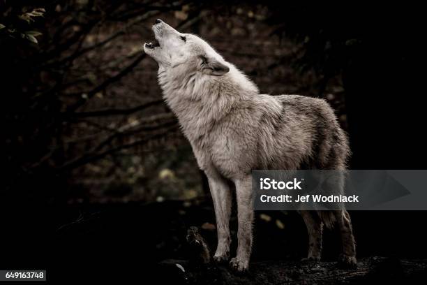 Lobo Aullando En La Oscuridad Foto de stock y más banco de imágenes de Lobo - Lobo, Aullido, Noche