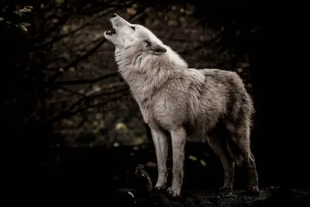 Photo of Wolf howling in the dark