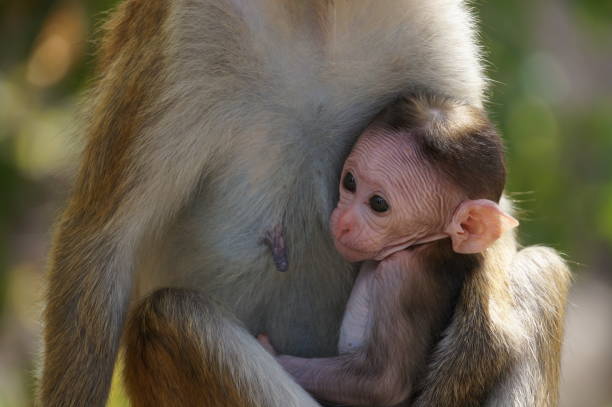istock Toque Macaque Baby at its mother 649163984