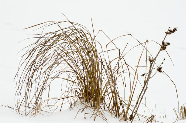 droog gras in sneeuw - dry january stockfoto's en -beelden