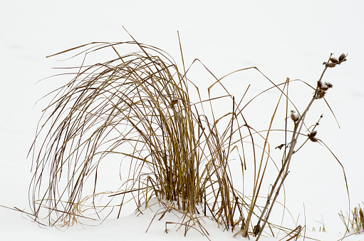 Closeup of grass in snow. Winter, January