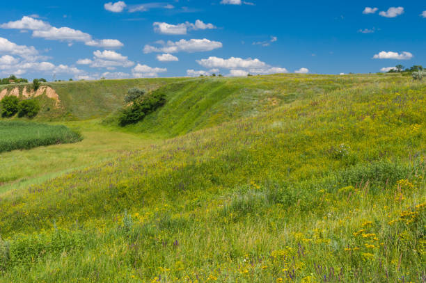 Landscape with hills overgrown with wild grasses - fotografia de stock
