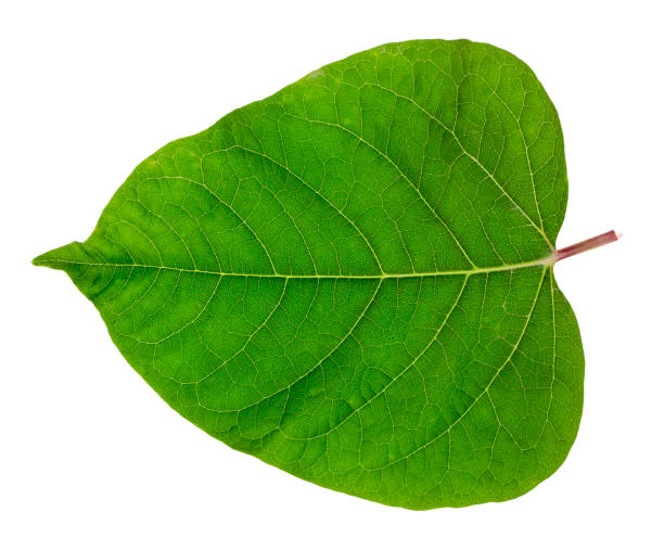 istock Gentle spring isolated leaf  in the form of heart 649179708